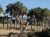 Dsc03707.jpg
