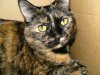 Cindy_the_tortoiseshell_cat_(2008).jpg