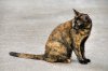 Tortoiseshell-Cat.jpg