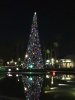 tree night.jpg