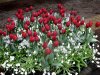 NTH_Keukenhof 1632.jpg