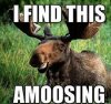 Amoosing.jpg