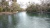 wekiva sprgns 5.jpg