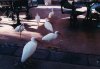 Epcot 4 (Small).jpg