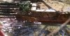 ak tiger in water.jpg ak tiger in water.jpg