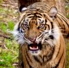 AK_JungleTrek tiger 0150.jpg AK_JungleTrek tiger 0150.jpg