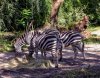 AK KSafari zebra 0619.jpg