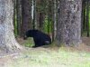 lois the bear.jpg