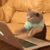 tenor-4.gif