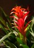 Edited flower.jpg