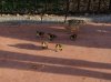 Dsc08744.jpg