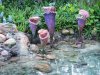 DSCN8590.jpg