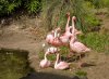 AK_Oasis flamingos 9306.jpg