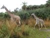 safari1_giraffes.jpg