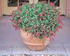 CSR flora 9323.jpg