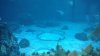 epcot seas mickey.jpg