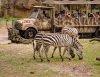 AK_KSafari 9268.jpg