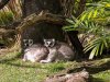 AK_Oasis lemur 9135.jpg
