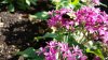 epcot flower bee.jpg