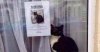 missing cat.jpg