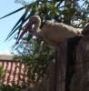 bird1.jpg