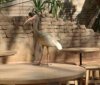 bird2.jpg