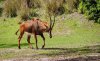 AK_KSafari oryx 8684.jpg