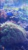 Nemo 4.jpg