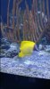 Nemo 5.jpg