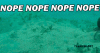 nope.gif