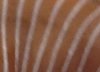 crop 228.jpg