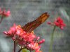 IMG_6798.JPG