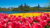 Canadian-Tulip-Festival1.jpg