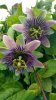 epcot fg 2018 passion purple.jpg