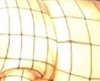 crop5678.jpg