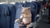 pigs fly.jpg