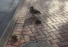 Ducks2.JPG Ducks2.JPG