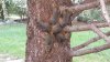 six-squirrels2.jpg