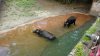 AK water buffalo 2.jpg