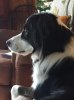 Bear watching for Squirrels.jpg