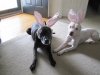 Easter pups.jpg