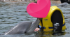 DCdolphinphoto.png