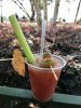 Bloody Mary.jpg