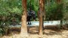 FW 3.2018 horses in trees.jpg