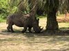 rhino.jpg