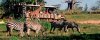 kilimanjaro-safaris-animal-kingdom.jpg