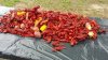 20180527_144420_resized.jpg