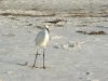 egret.jpg