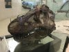 amnh 2.jpg