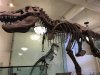 amnh 3.jpg